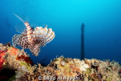 Exploring Lion: A lion fish on the edge of a wreck with a... by Saad Alaiyadhi 